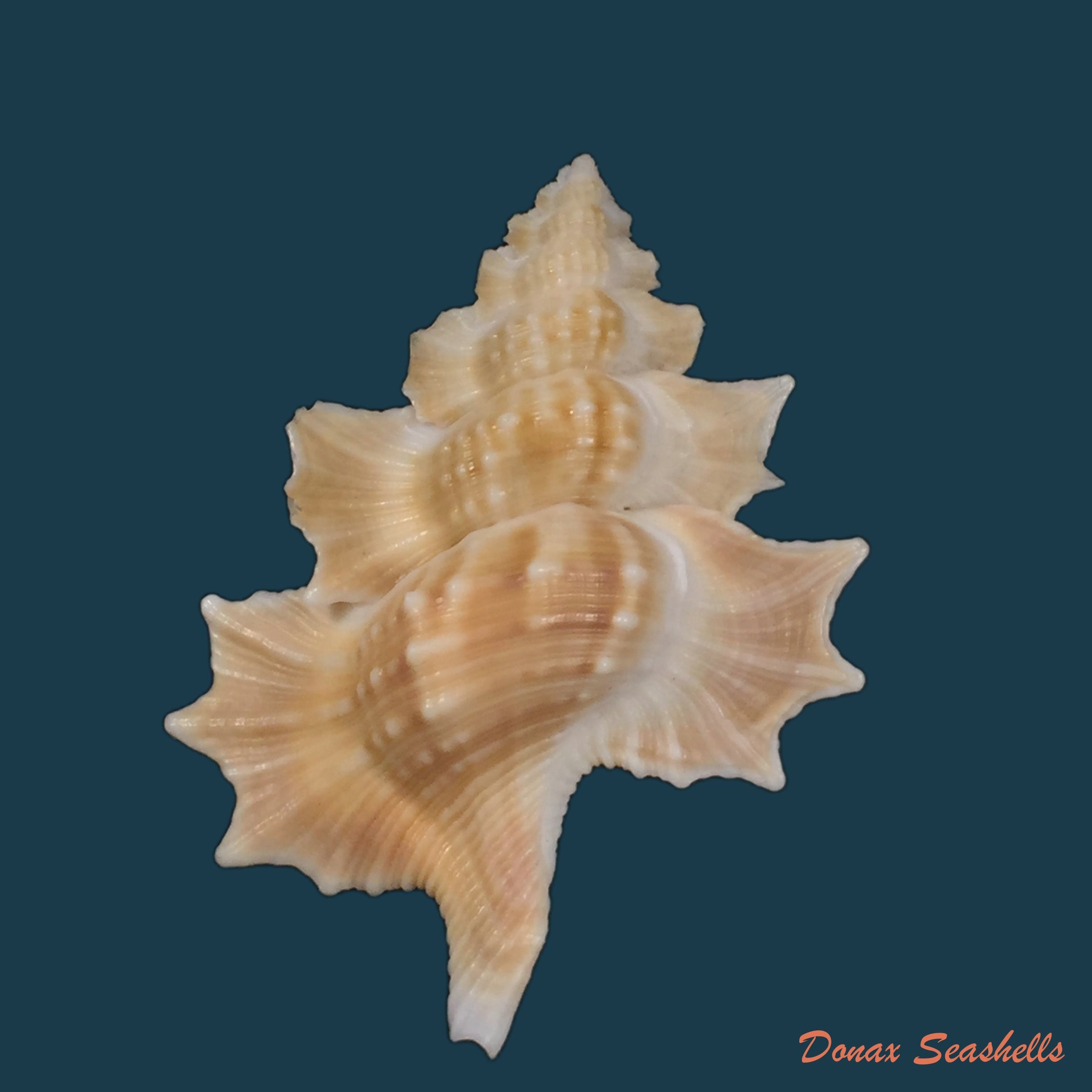 copia-de-gyrineum-bituberculare-lamarck-1816-29mm
