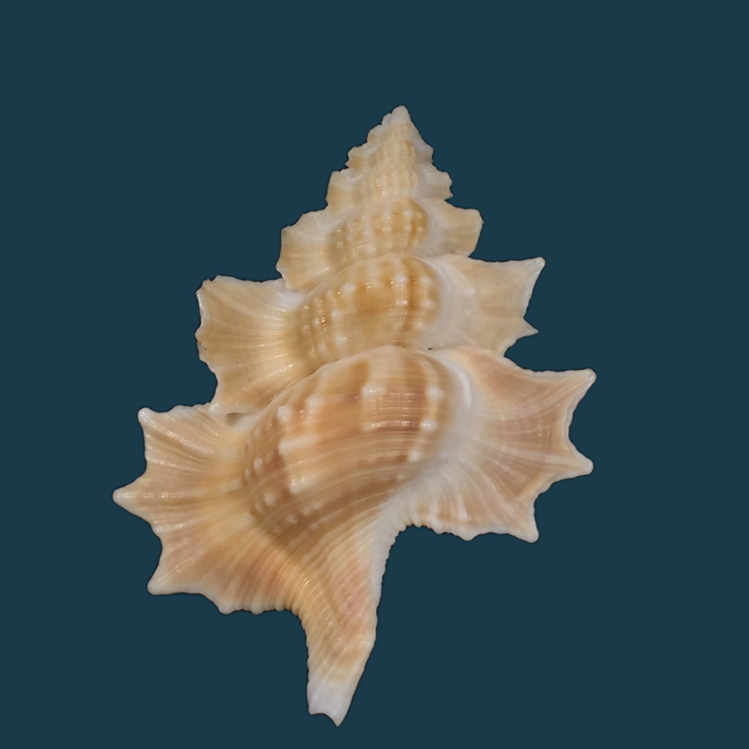 Gyrineum perca (Perry, 1811) - 56,5mm