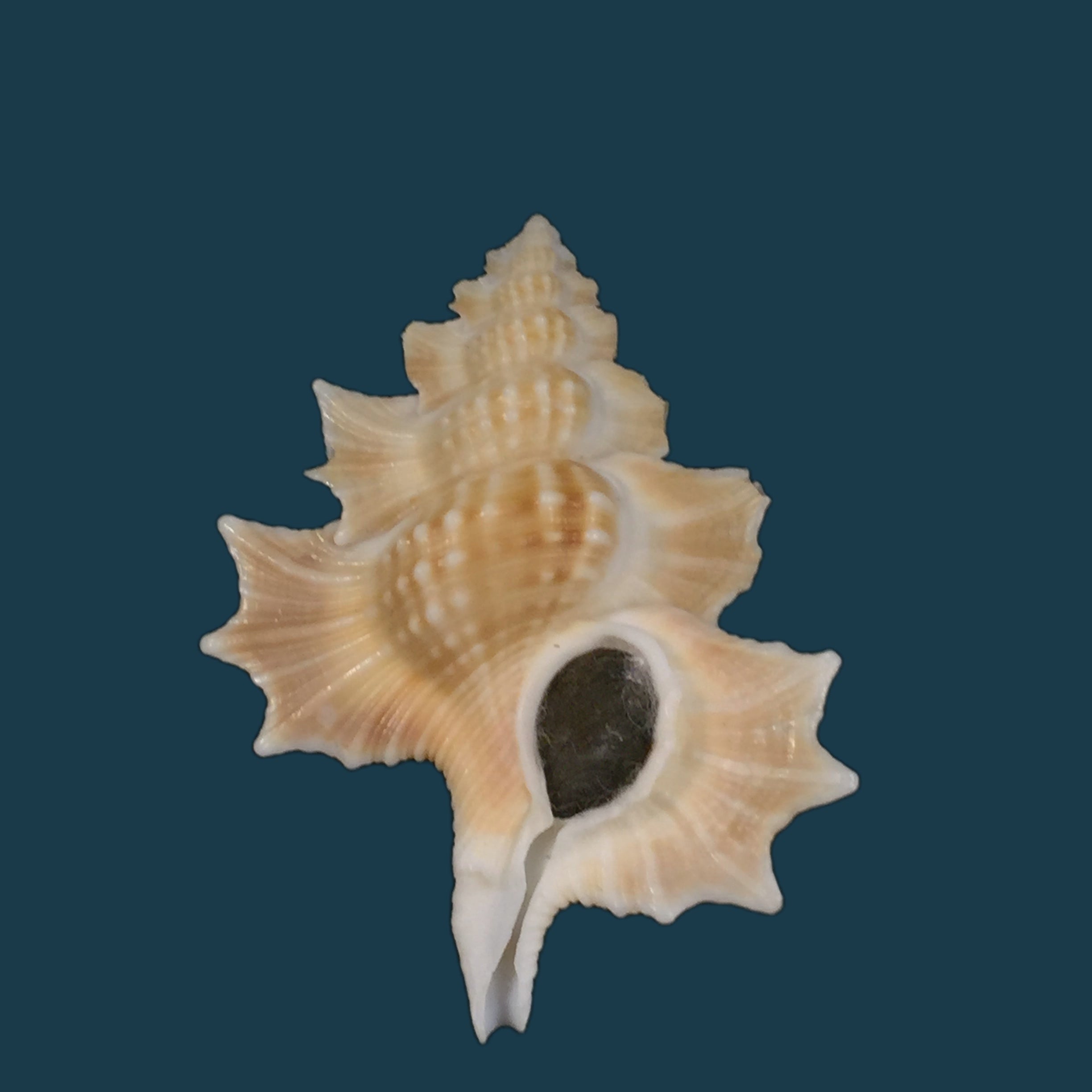 Gyrineum perca (Perry, 1811) - 56,5mm