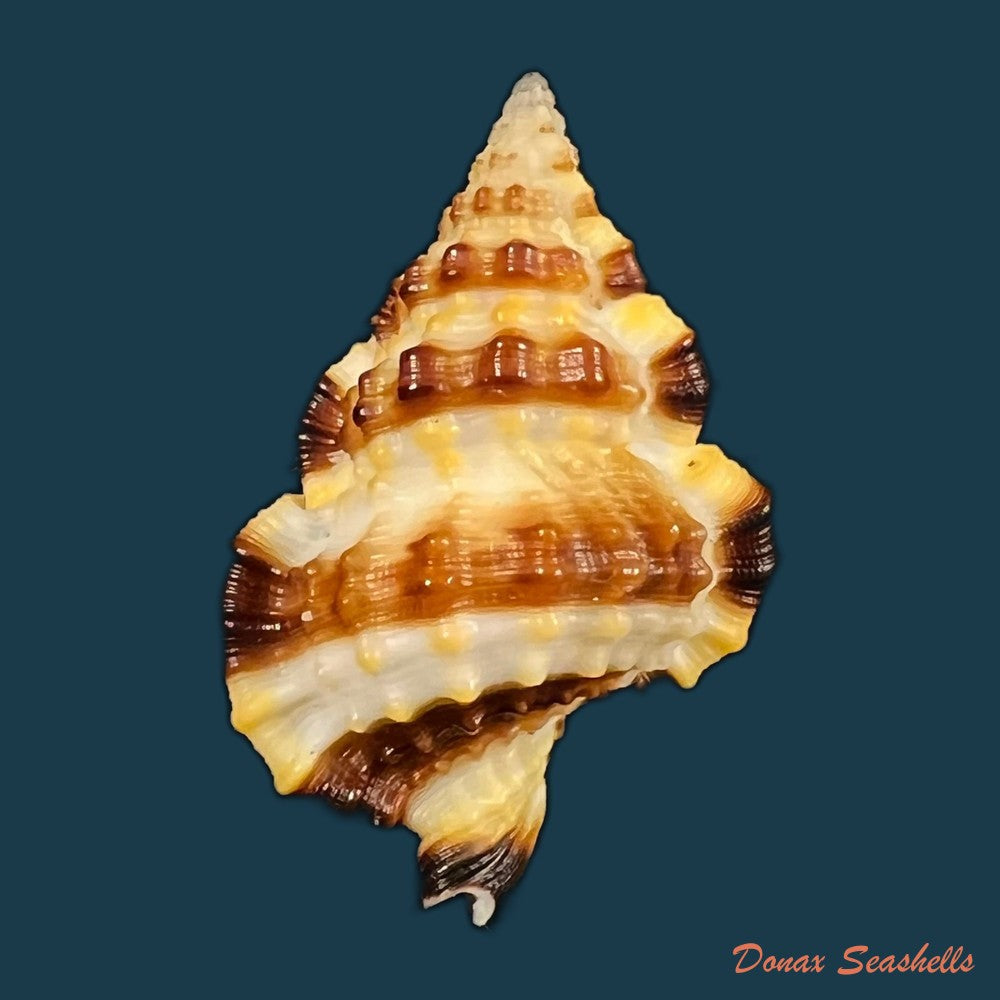 copia-de-gyrineum-gyrinum-linnaeus-1758-27-8mm