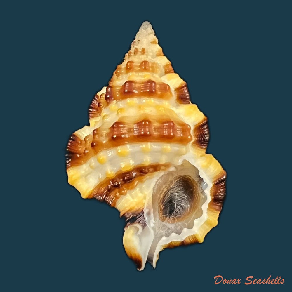 copia-de-gyrineum-gyrinum-linnaeus-1758-27-8mm