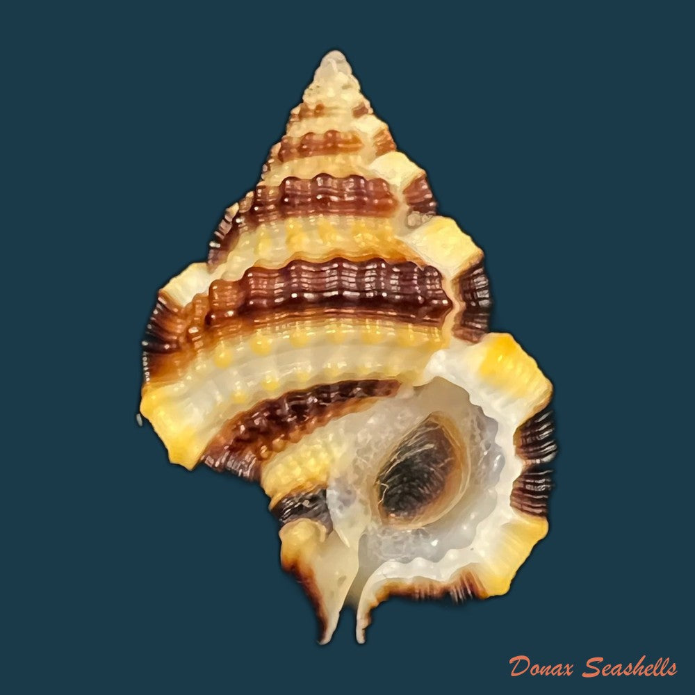 copia-de-gyrineum-gyrinum-linnaeus-1758-28-3mm