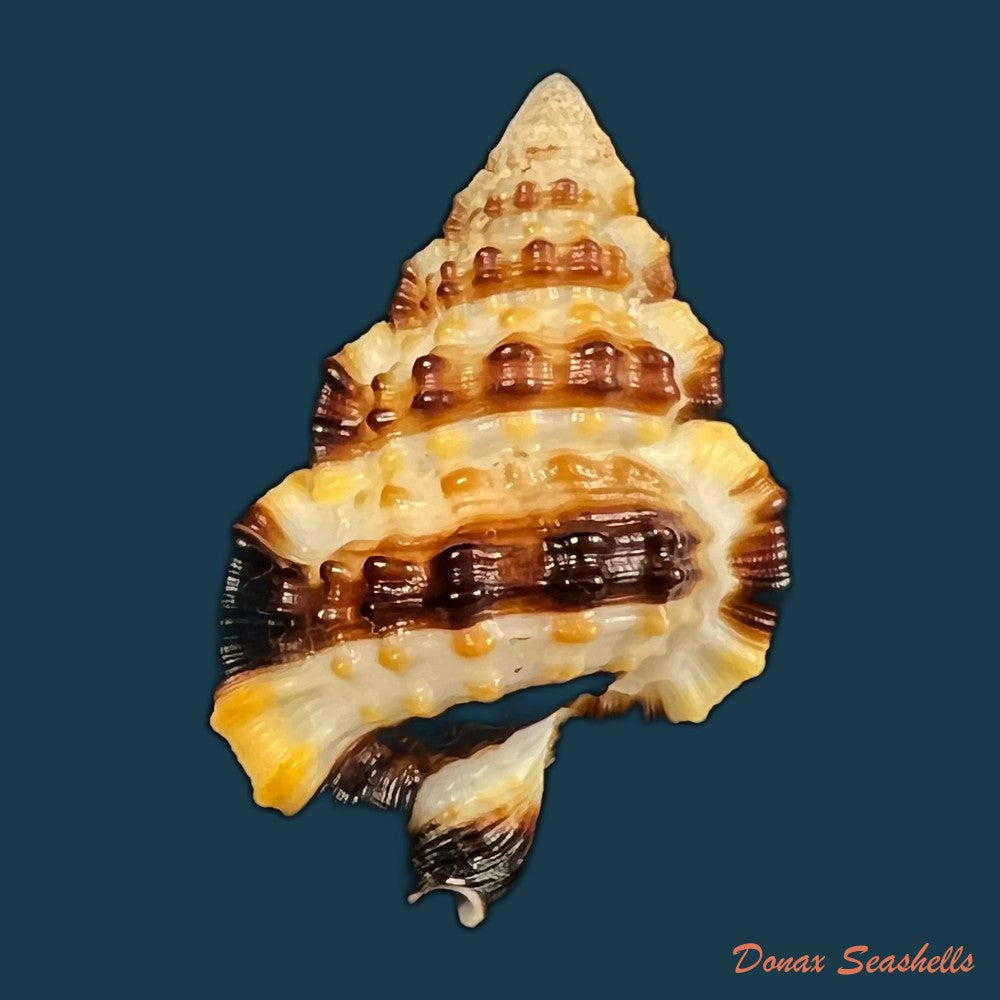 copia-de-gyrineum-gyrinum-linnaeus-1758-30-1mm