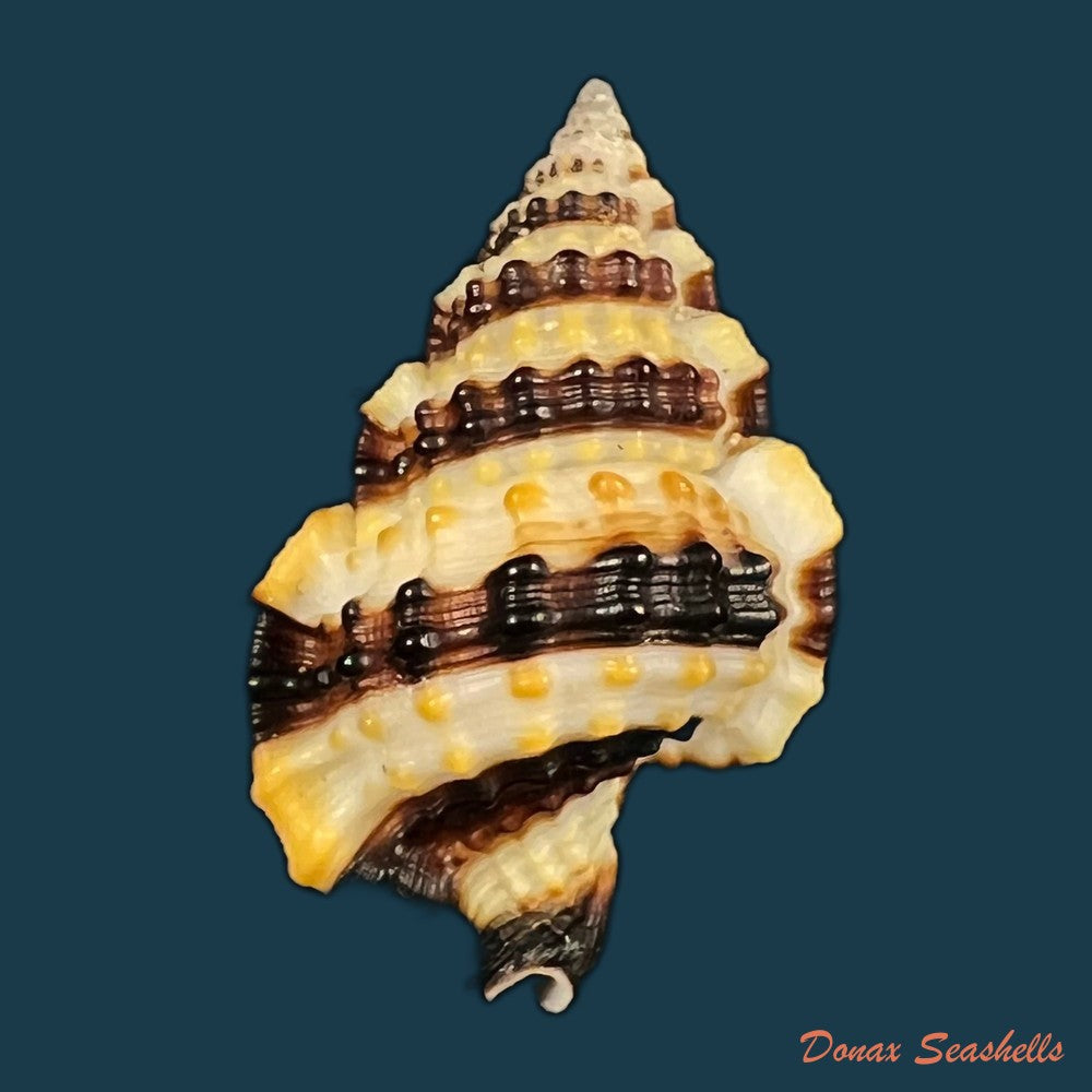 copia-de-gyrineum-gyrinum-linnaeus-1758-30-6mm