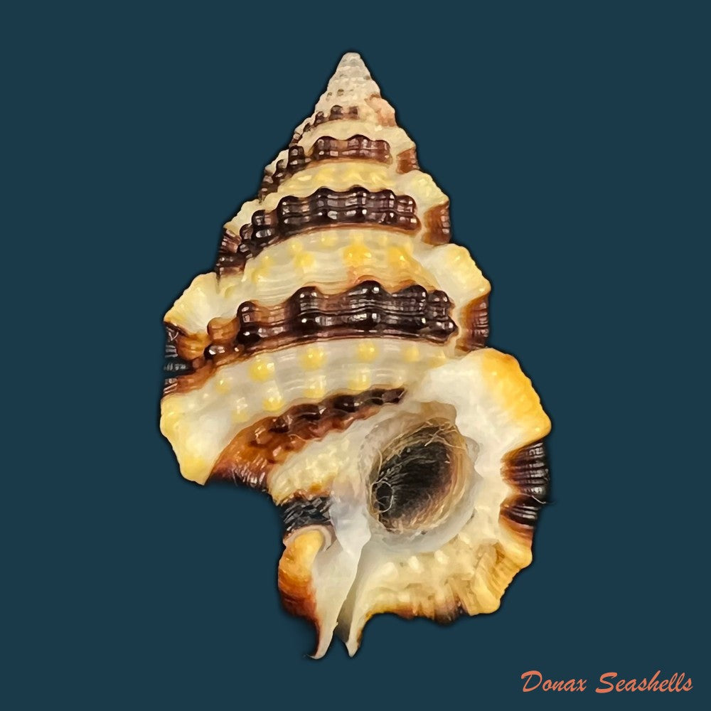 copia-de-gyrineum-gyrinum-linnaeus-1758-30-6mm
