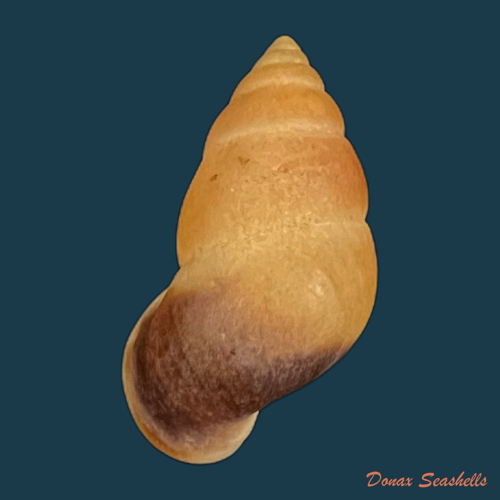 copia-de-hainesia-crocea-g-b-sowerby-i-1843-27-9mm-1