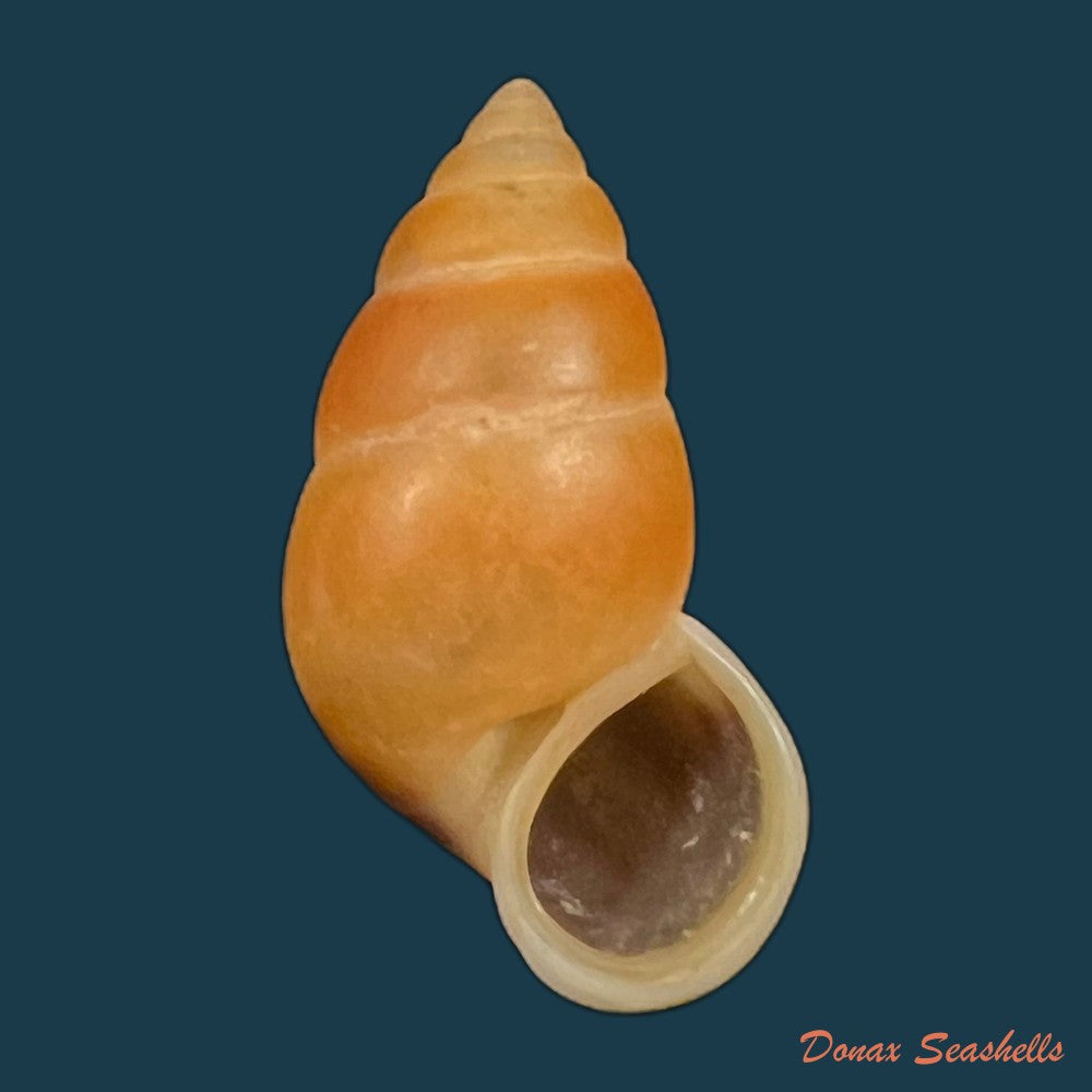 copia-de-hainesia-crocea-g-b-sowerby-i-1843-27-9mm-1