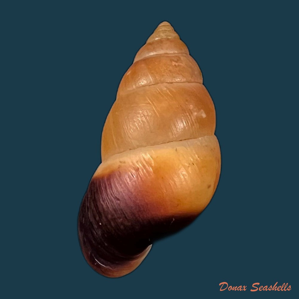 copia-de-hainesia-crocea-g-b-sowerby-i-1843-27-9mm