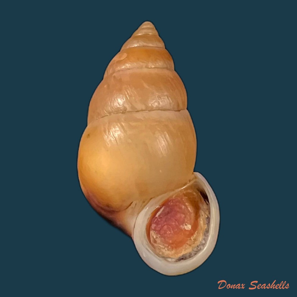 copia-de-hainesia-crocea-g-b-sowerby-i-1843-27-9mm