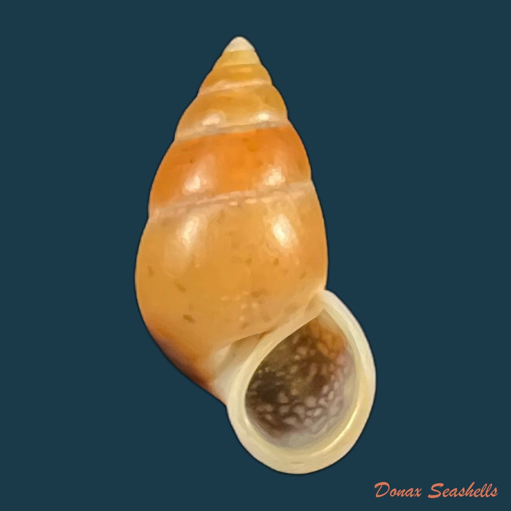 copia-de-hainesia-crocea-g-b-sowerby-i-1843-30-3mm