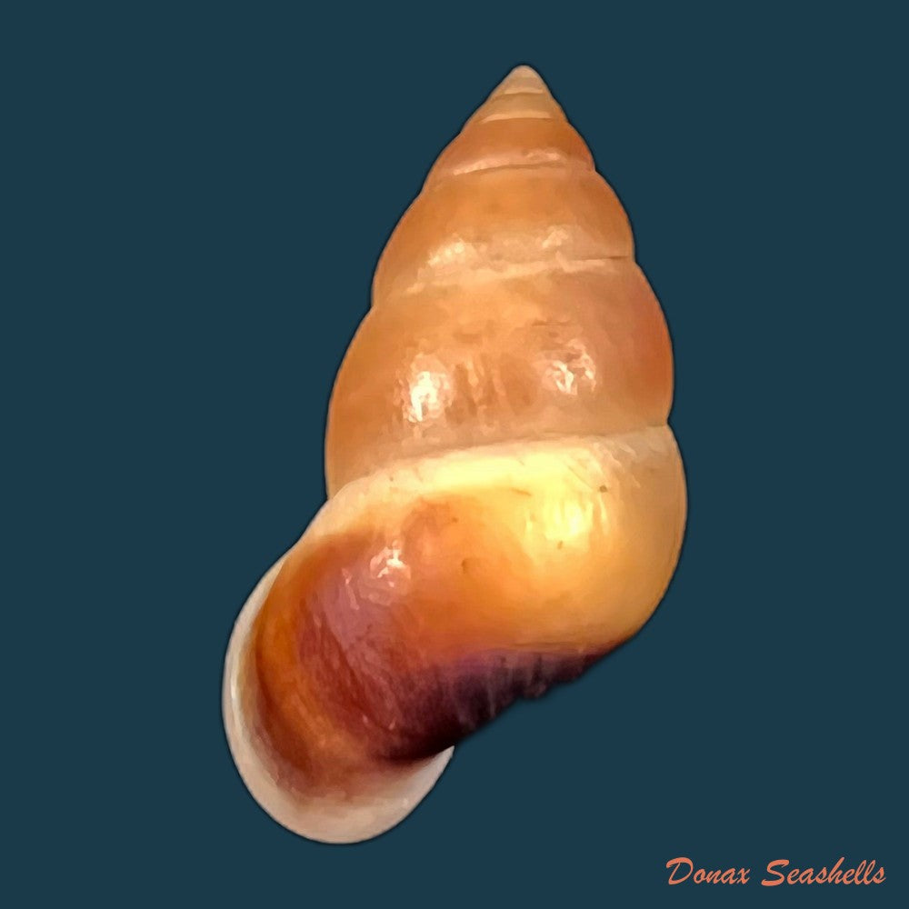 copia-de-hainesia-crocea-g-b-sowerby-i-1843-31-7mm