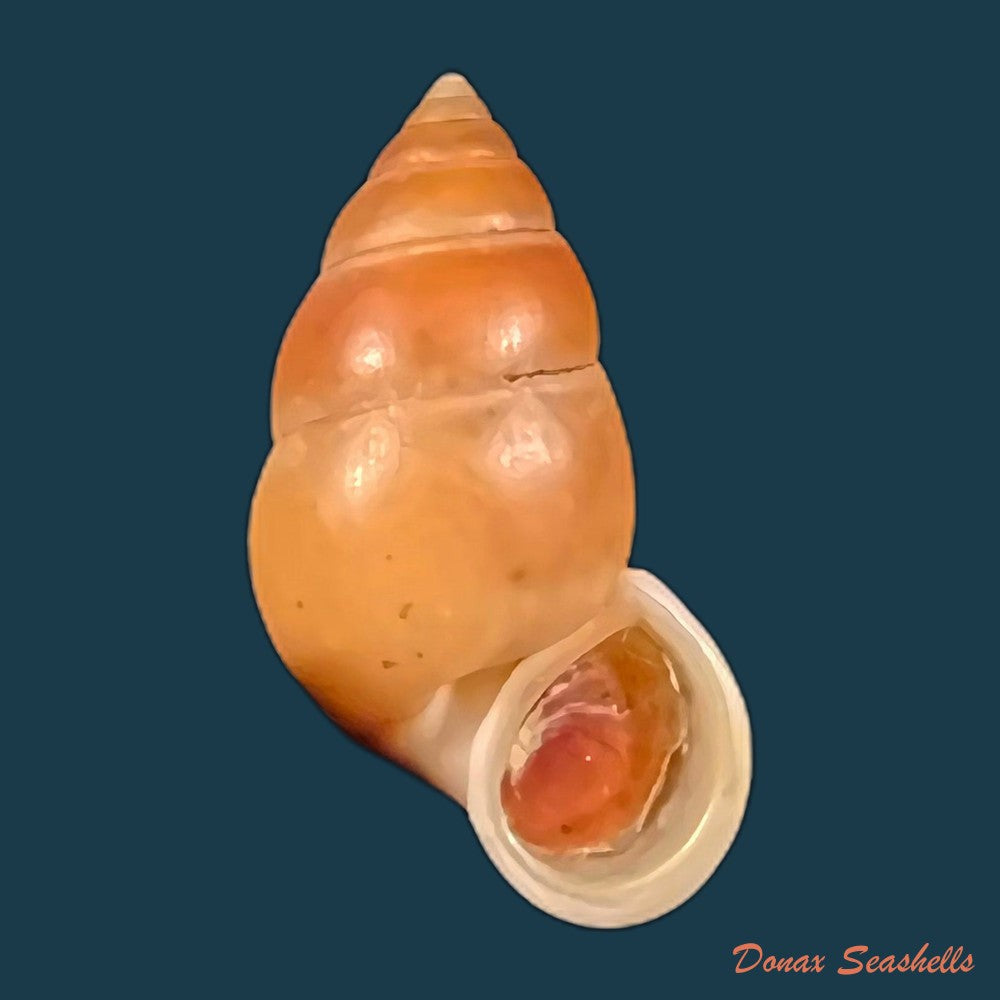 copia-de-hainesia-crocea-g-b-sowerby-i-1843-31-7mm