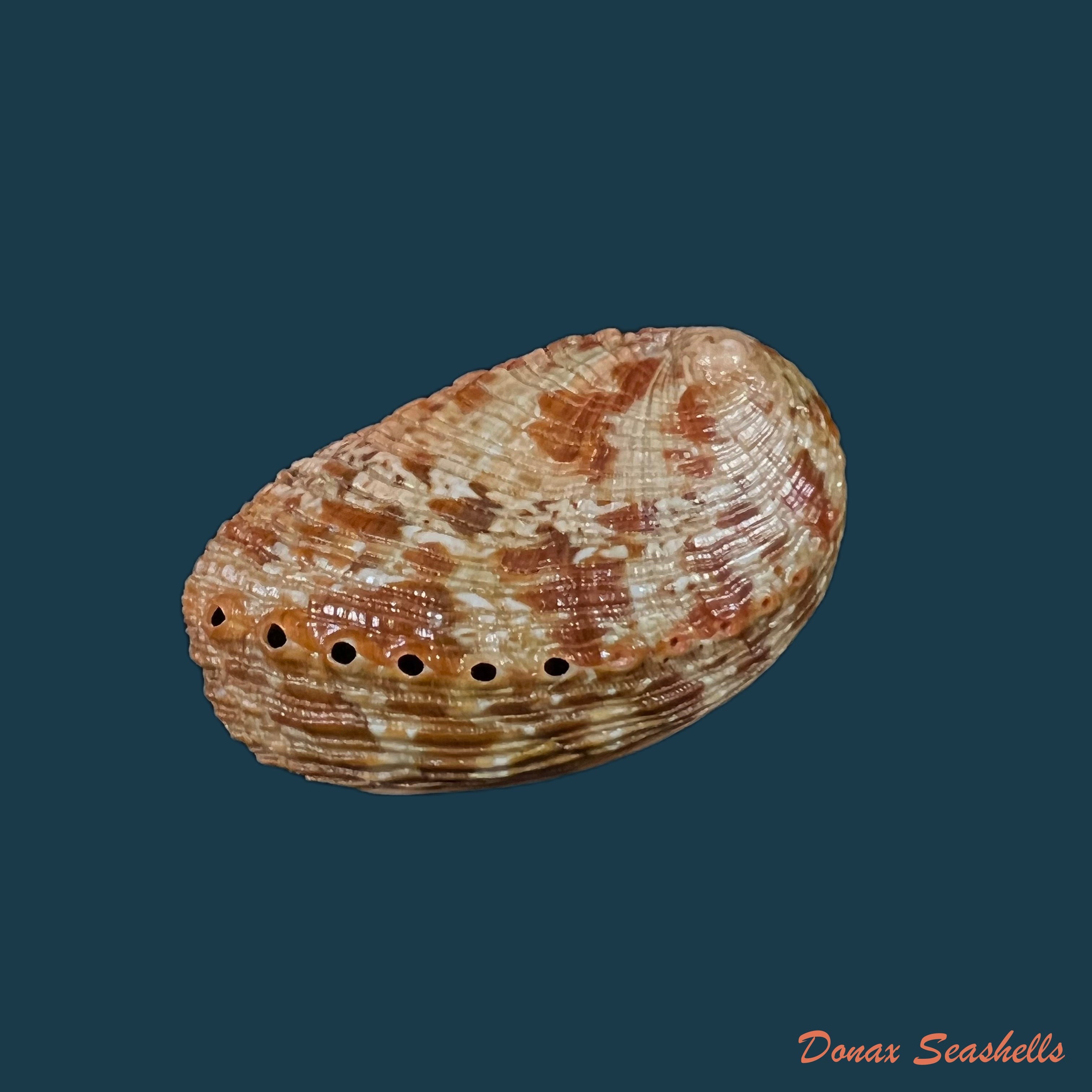 copia-de-haliotis-clathrata-reeve-1846-21-2mm