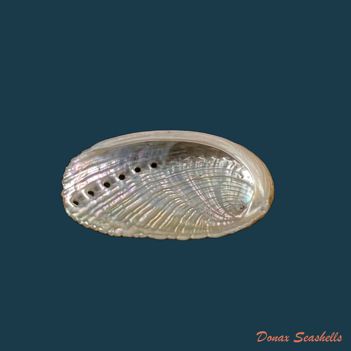 copia-de-haliotis-clathrata-reeve-1846-21-2mm