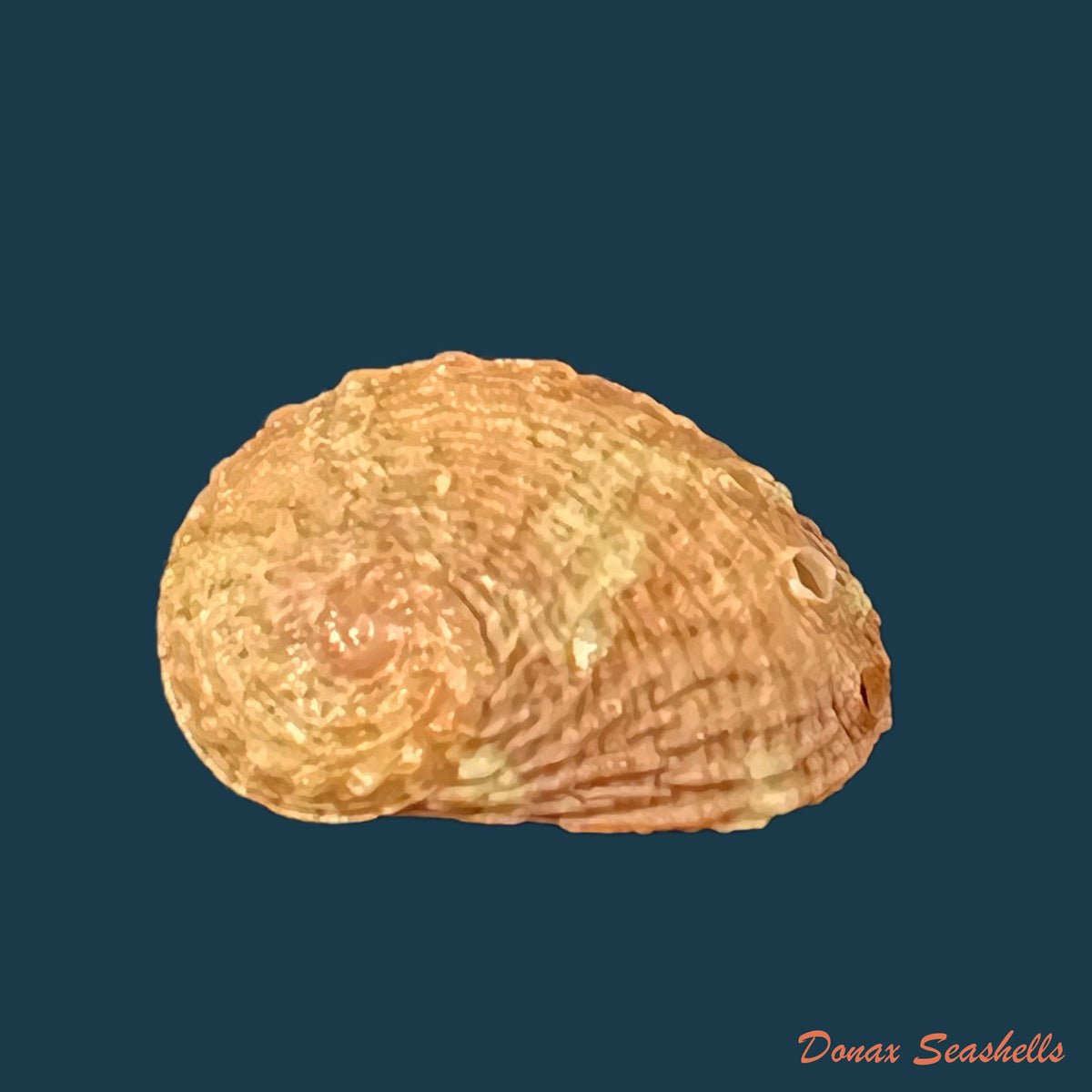copia-de-haliotis-clathrata-reeve-1846-21mm
