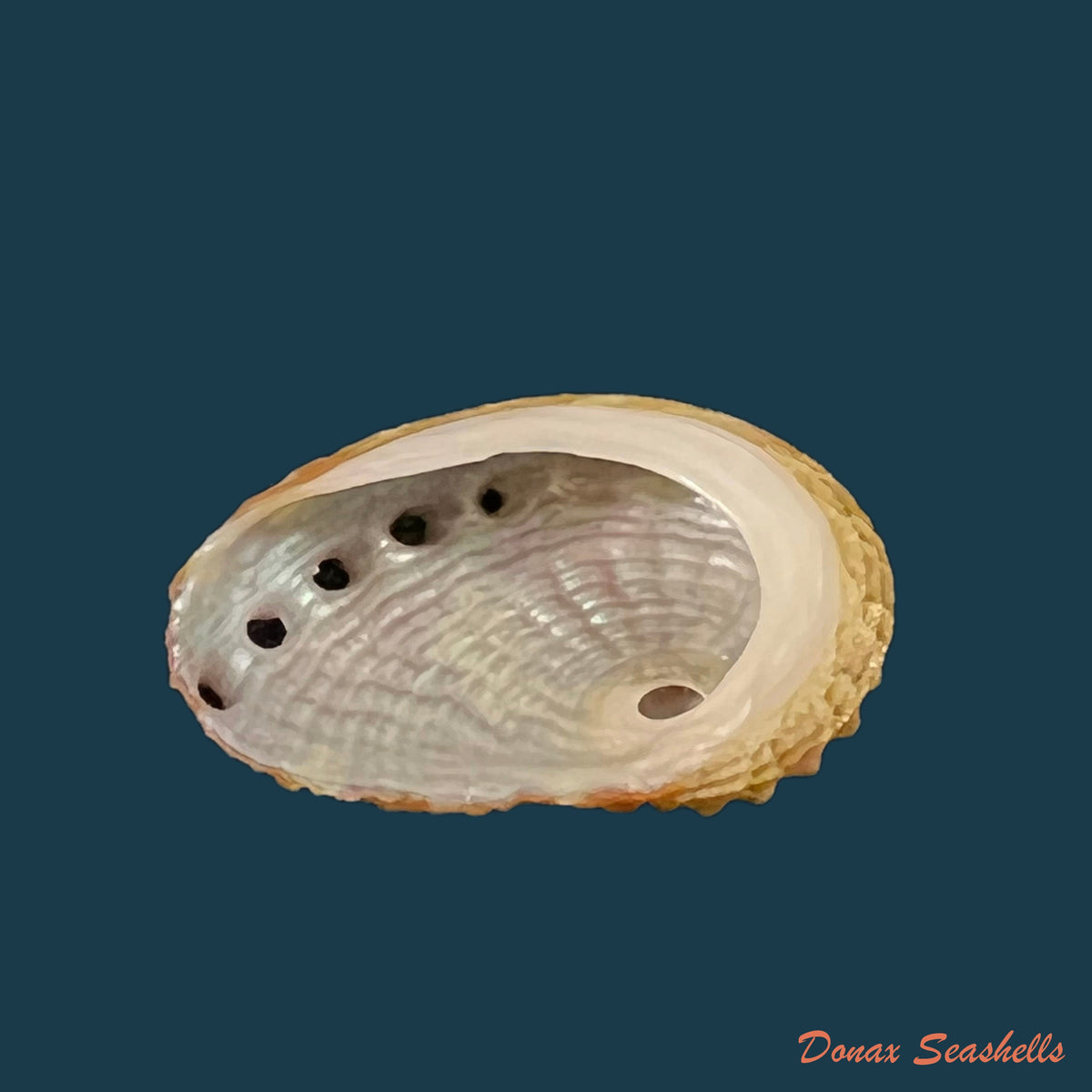 copia-de-haliotis-clathrata-reeve-1846-21mm