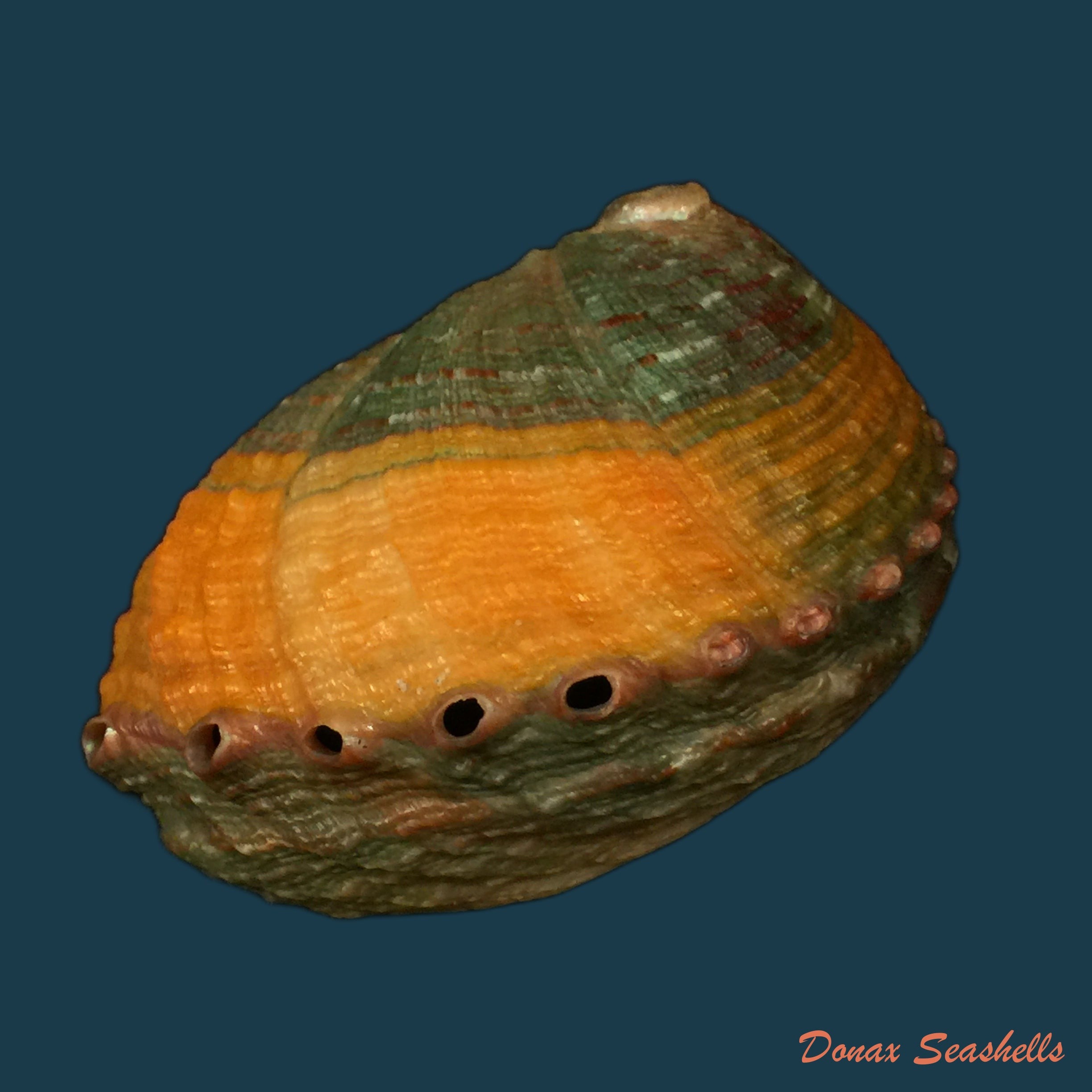 copia-de-haliotis-kamtschatkaua-assimilis-dall-1878-72-2mm