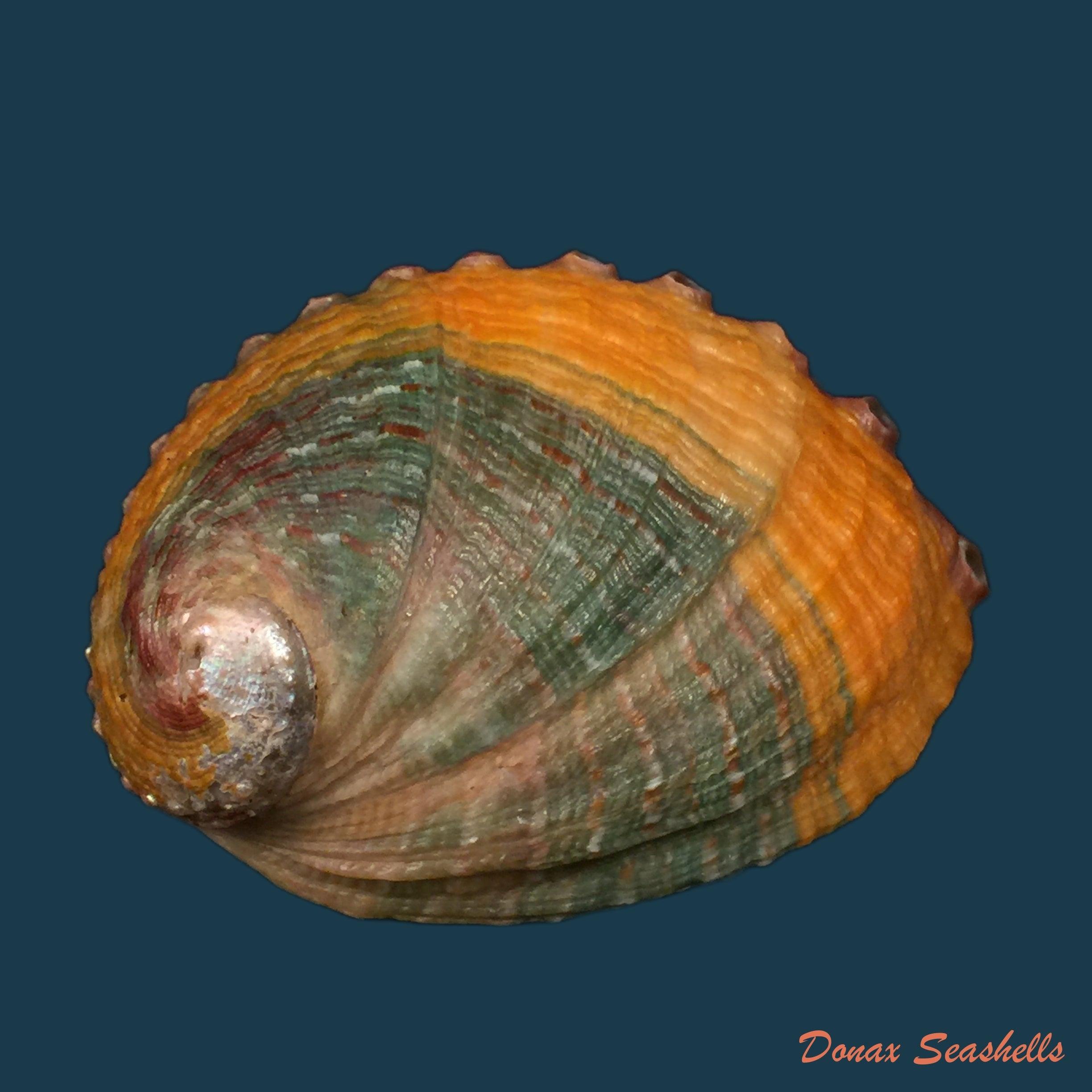 copia-de-haliotis-kamtschatkaua-assimilis-dall-1878-72-2mm