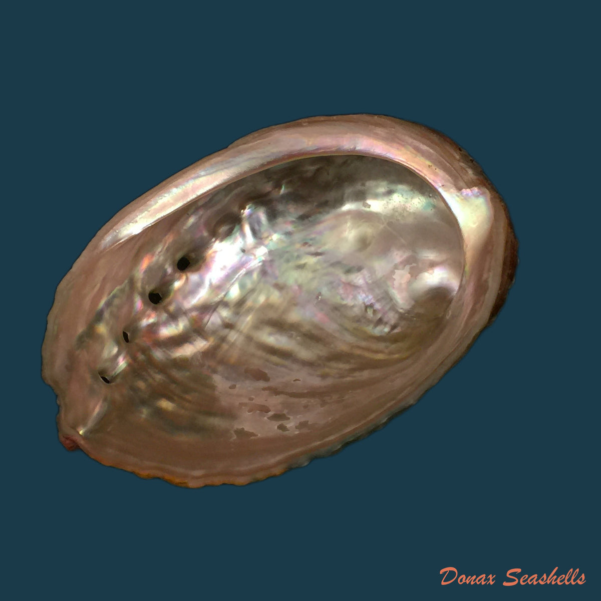copia-de-haliotis-kamtschatkaua-assimilis-dall-1878-72-2mm
