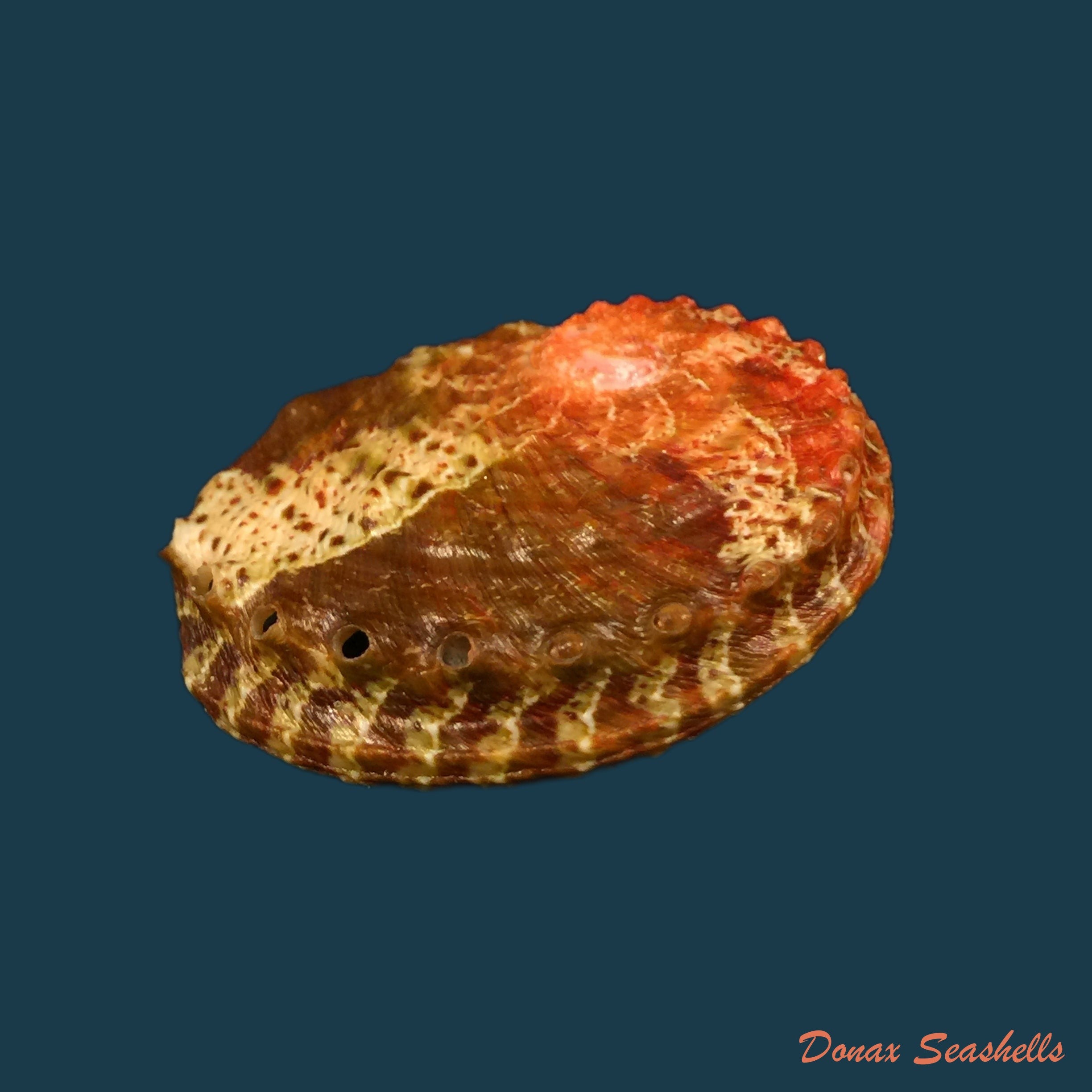 copia-de-haliotis-ovina-gmelin-1791