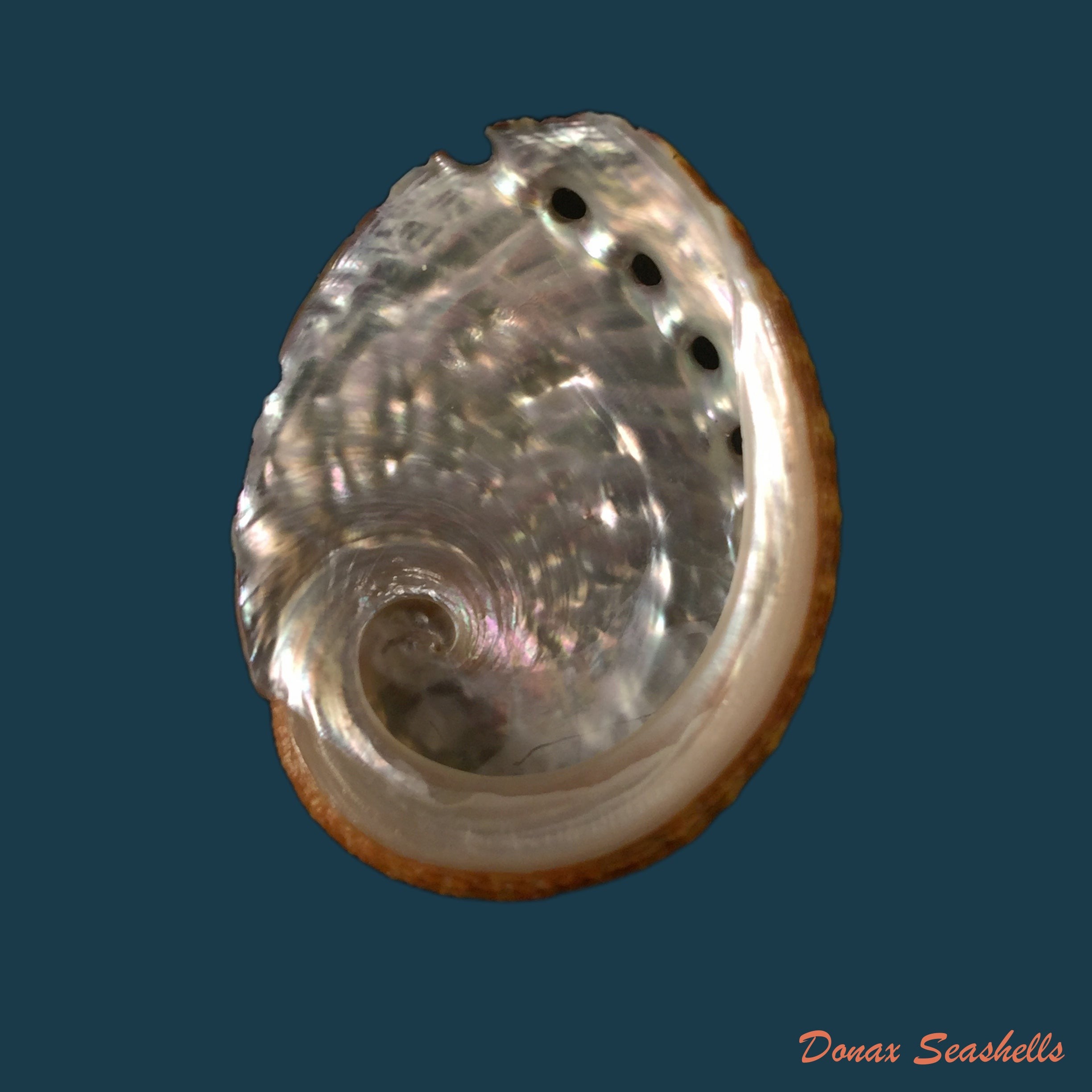copia-de-haliotis-ovina-gmelin-1791