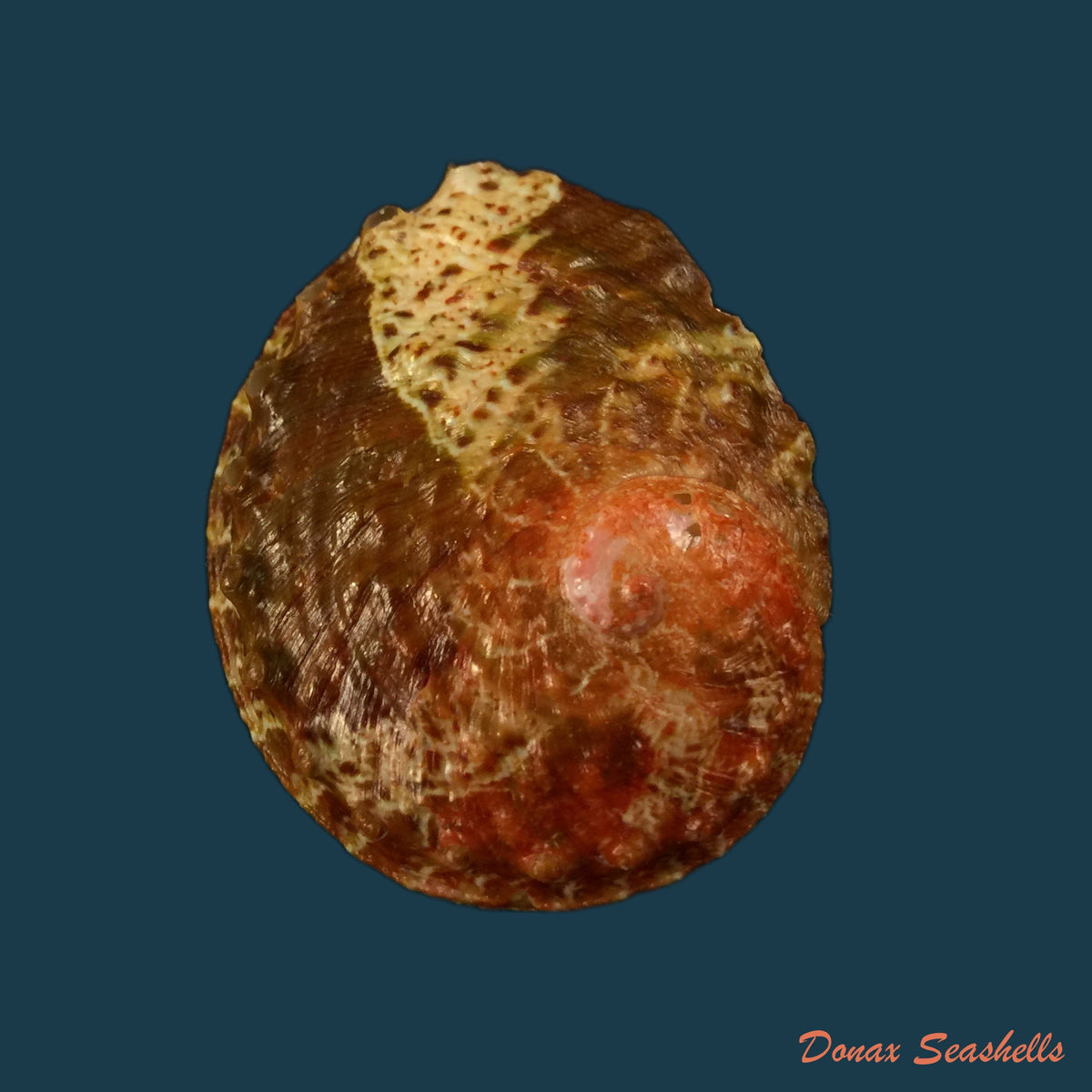 copia-de-haliotis-ovina-gmelin-1791
