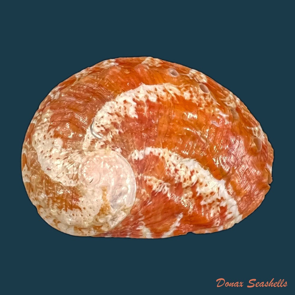 copia-de-haliotis-patamakanthini-dekker-regter-gras-2001-74-3mm-1