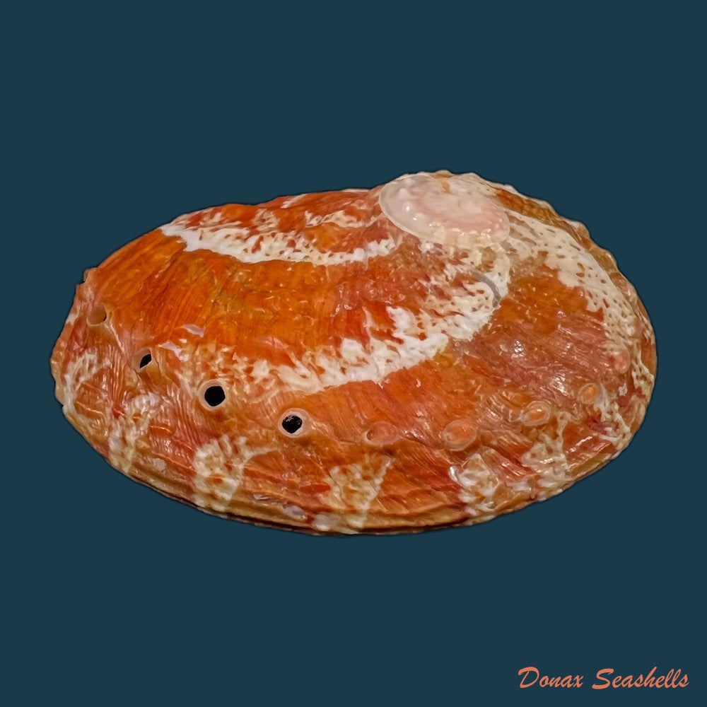 copia-de-haliotis-patamakanthini-dekker-regter-gras-2001-74-3mm-1
