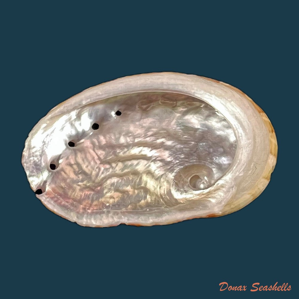 copia-de-haliotis-patamakanthini-dekker-regter-gras-2001-74-3mm-1