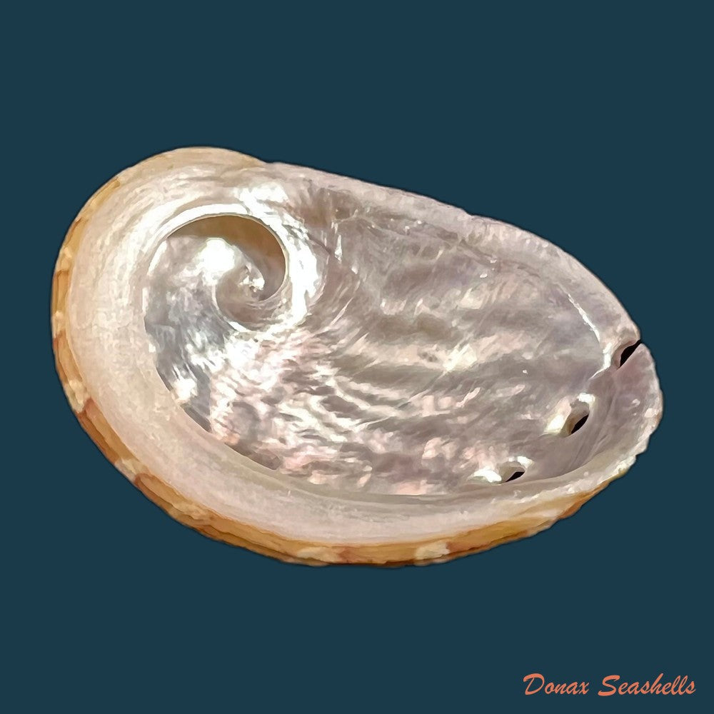 copia-de-haliotis-patamakanthini-dekker-regter-gras-2001-74-3mm-1