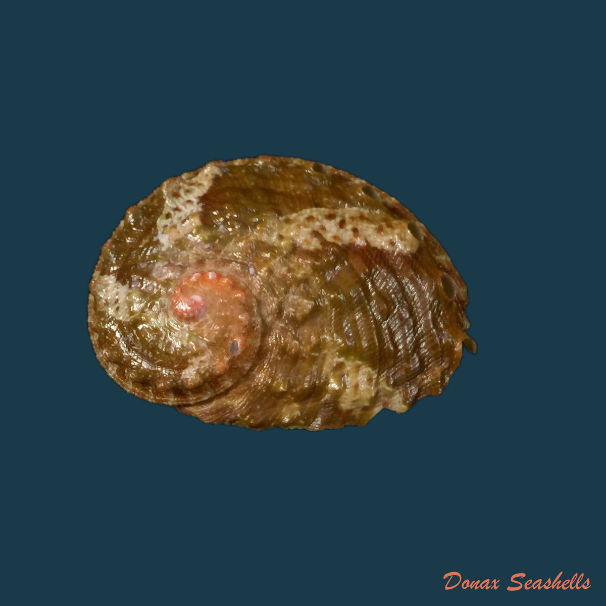 copia-de-haliotis-planata-g-b-sowerby-ii-1882-43-5mm