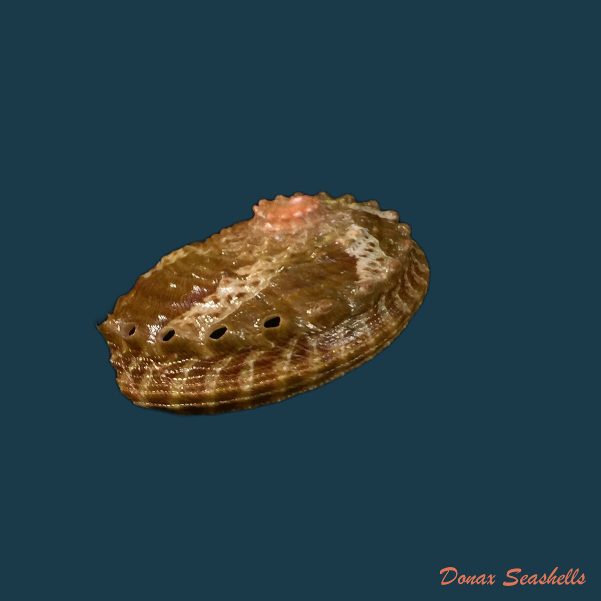 copia-de-haliotis-planata-g-b-sowerby-ii-1882-43-5mm