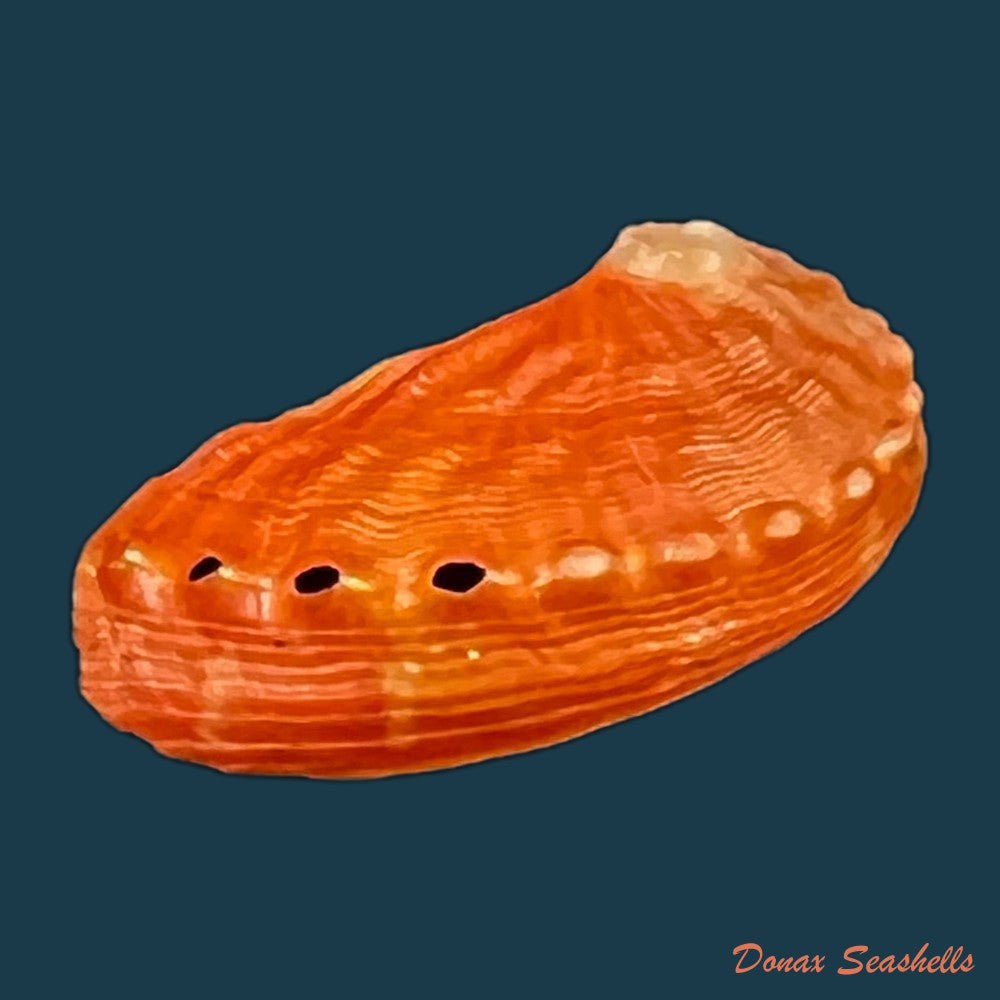copia-de-haliotis-pourtalesii-aurantium-simone-1998-25mm