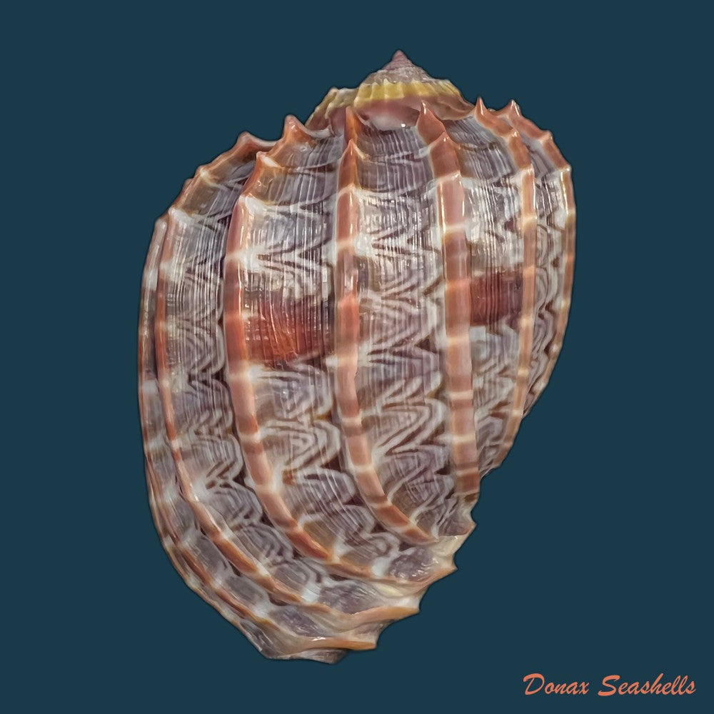 copia-de-harpa-cabriti-p-fischer-1860-91-6mm