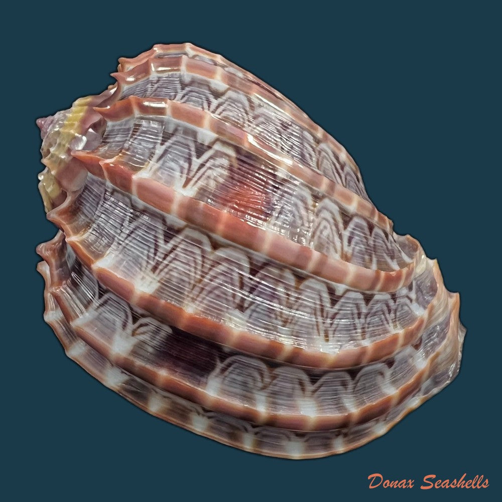 copia-de-harpa-cabriti-p-fischer-1860-91-6mm