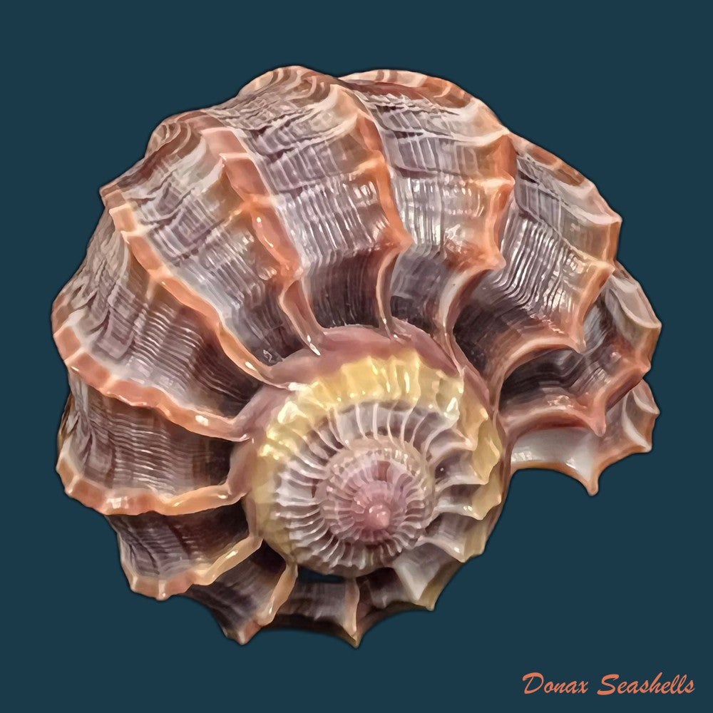 copia-de-harpa-cabriti-p-fischer-1860-91-6mm