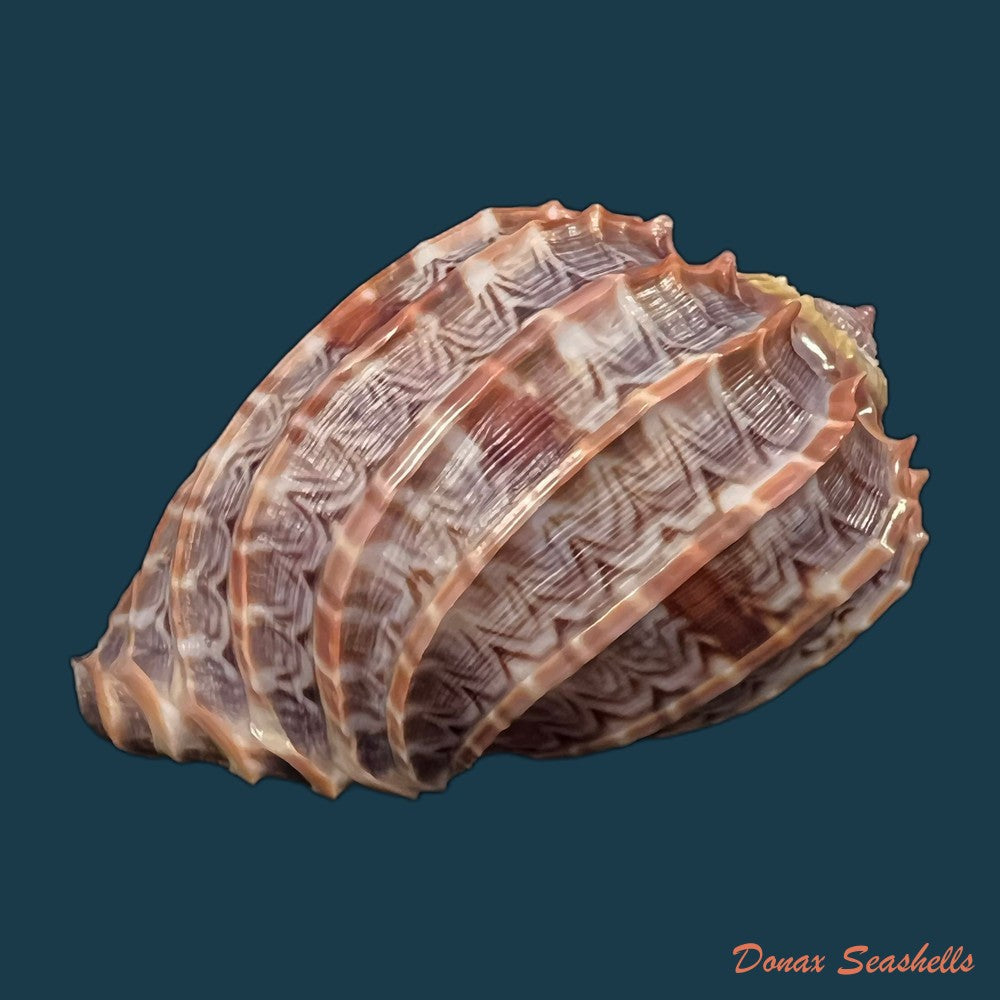 copia-de-harpa-cabriti-p-fischer-1860-91-6mm