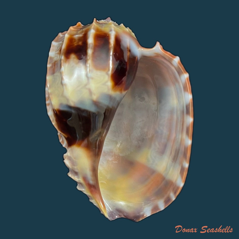 copia-de-harpa-cabriti-p-fischer-1860-91-6mm