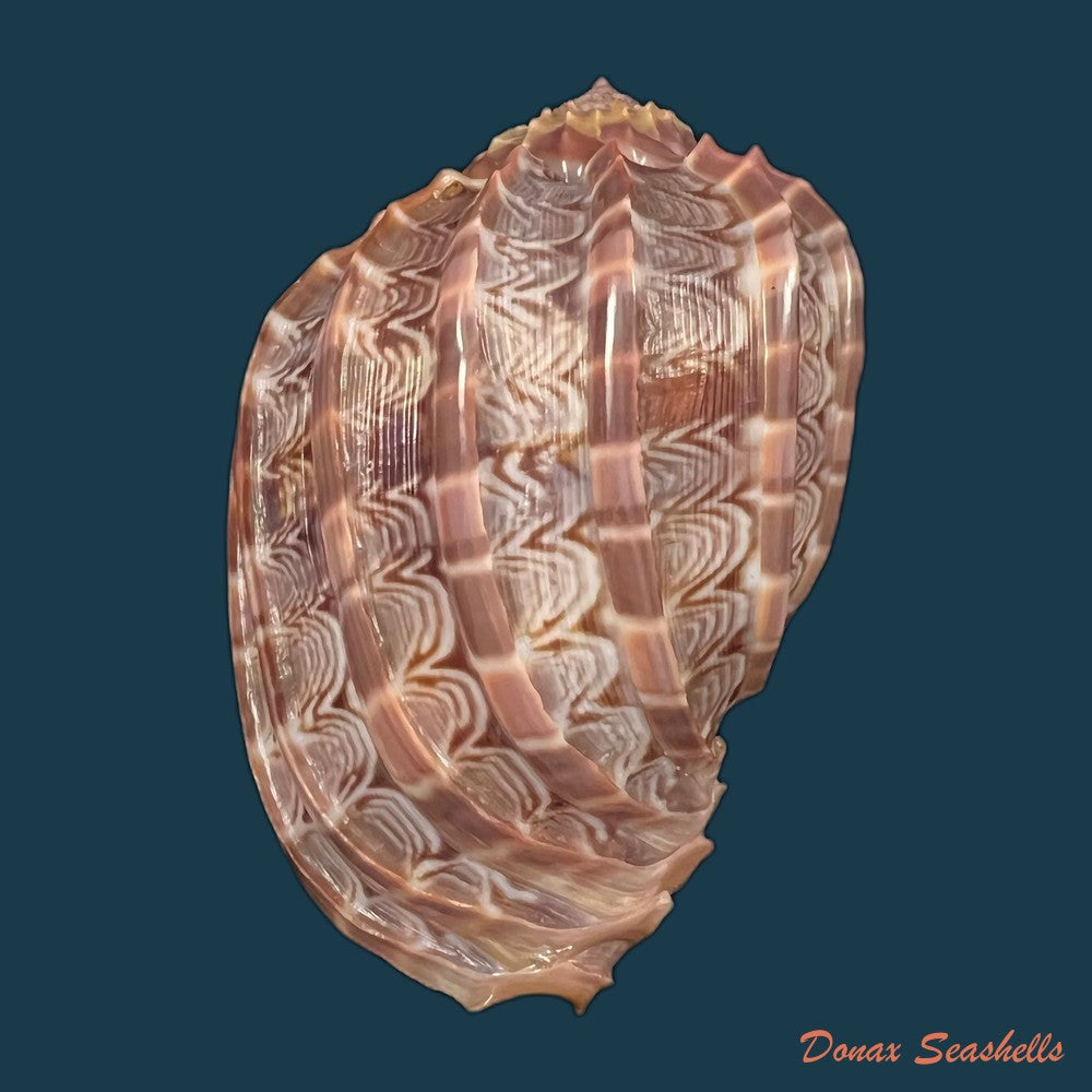 copia-de-harpa-crenata-swaison-1822-54-4mm
