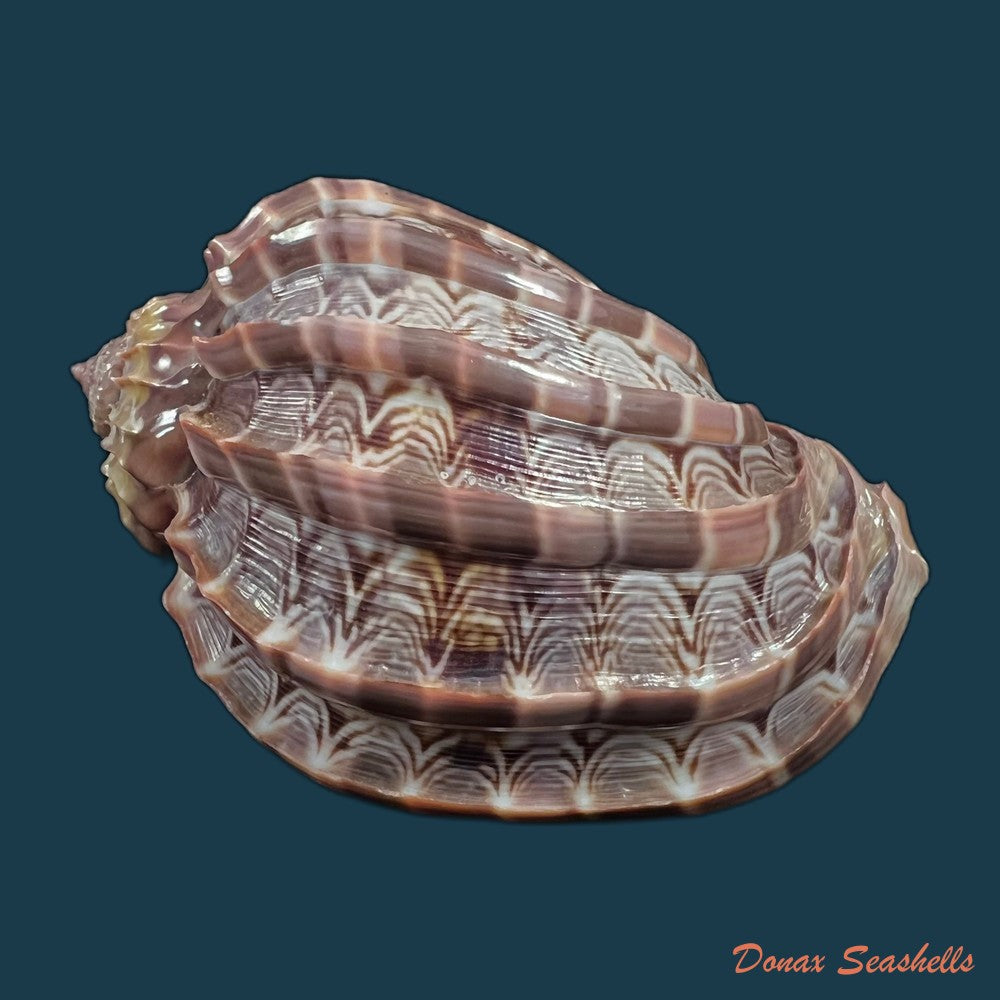 copia-de-harpa-crenata-swaison-1822-54-4mm