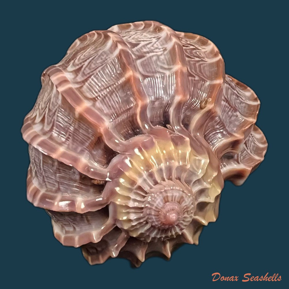 copia-de-harpa-crenata-swaison-1822-54-4mm