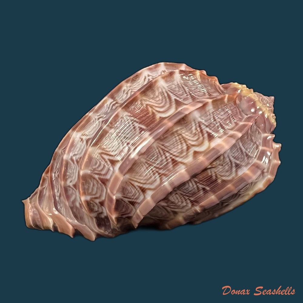 copia-de-harpa-crenata-swaison-1822-54-4mm
