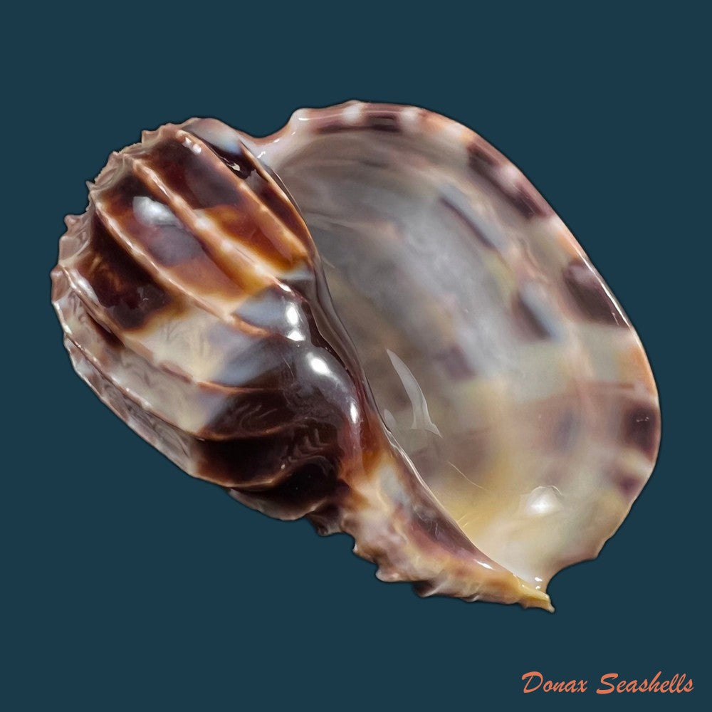 copia-de-harpa-crenata-swaison-1822-54-4mm