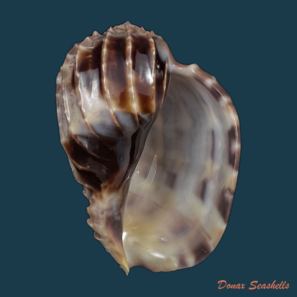 copia-de-harpa-crenata-swaison-1822-54-4mm