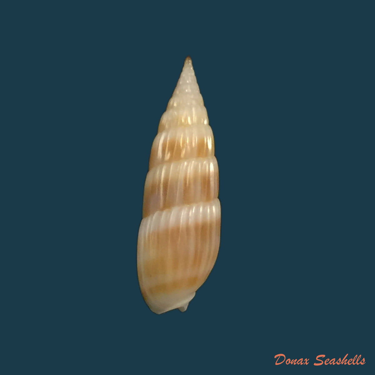 copia-de-hastula-cuspidata-hinds-1844-22-5mm