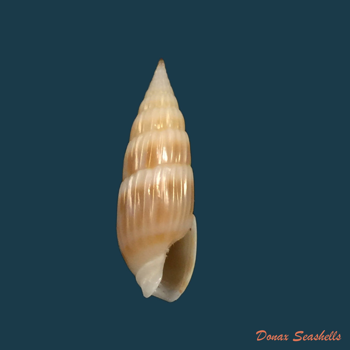 copia-de-hastula-cuspidata-hinds-1844-22-5mm