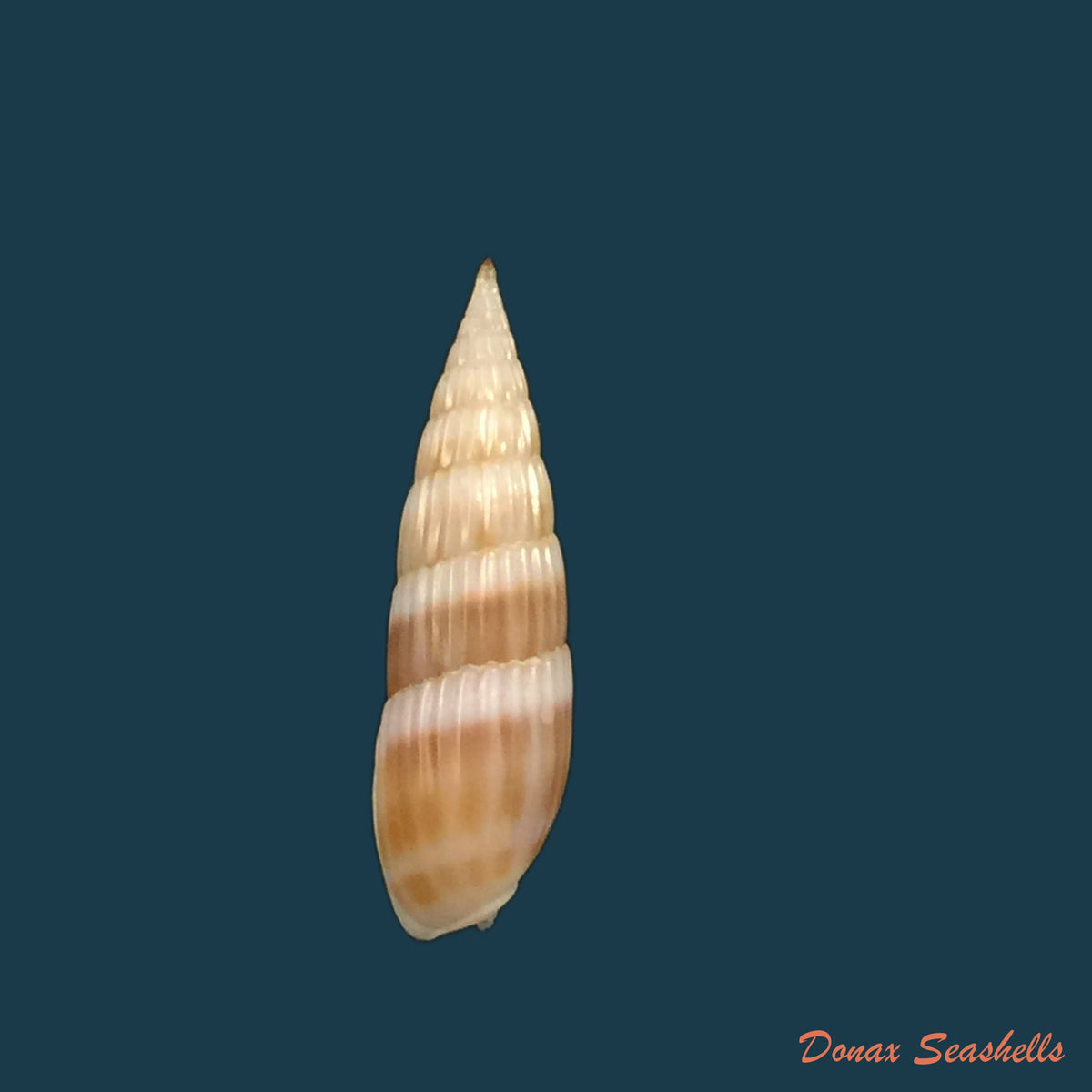 copia-de-hastula-hastata-gmelin-1791-20-6mm