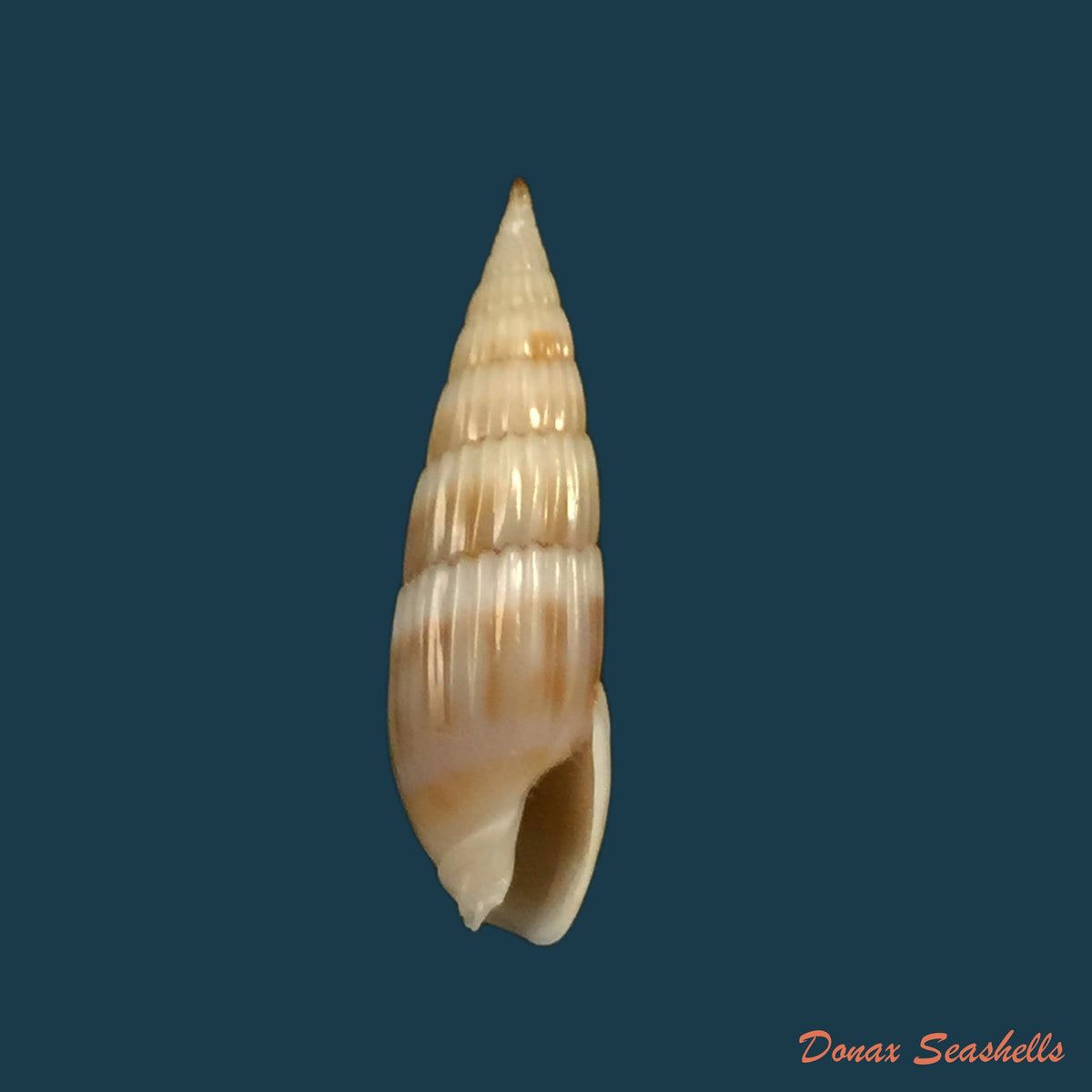 copia-de-hastula-hastata-gmelin-1791-20-6mm