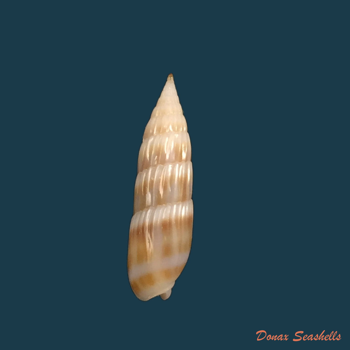 copia-de-hastula-hastata-gmelin-1791-21-1mm