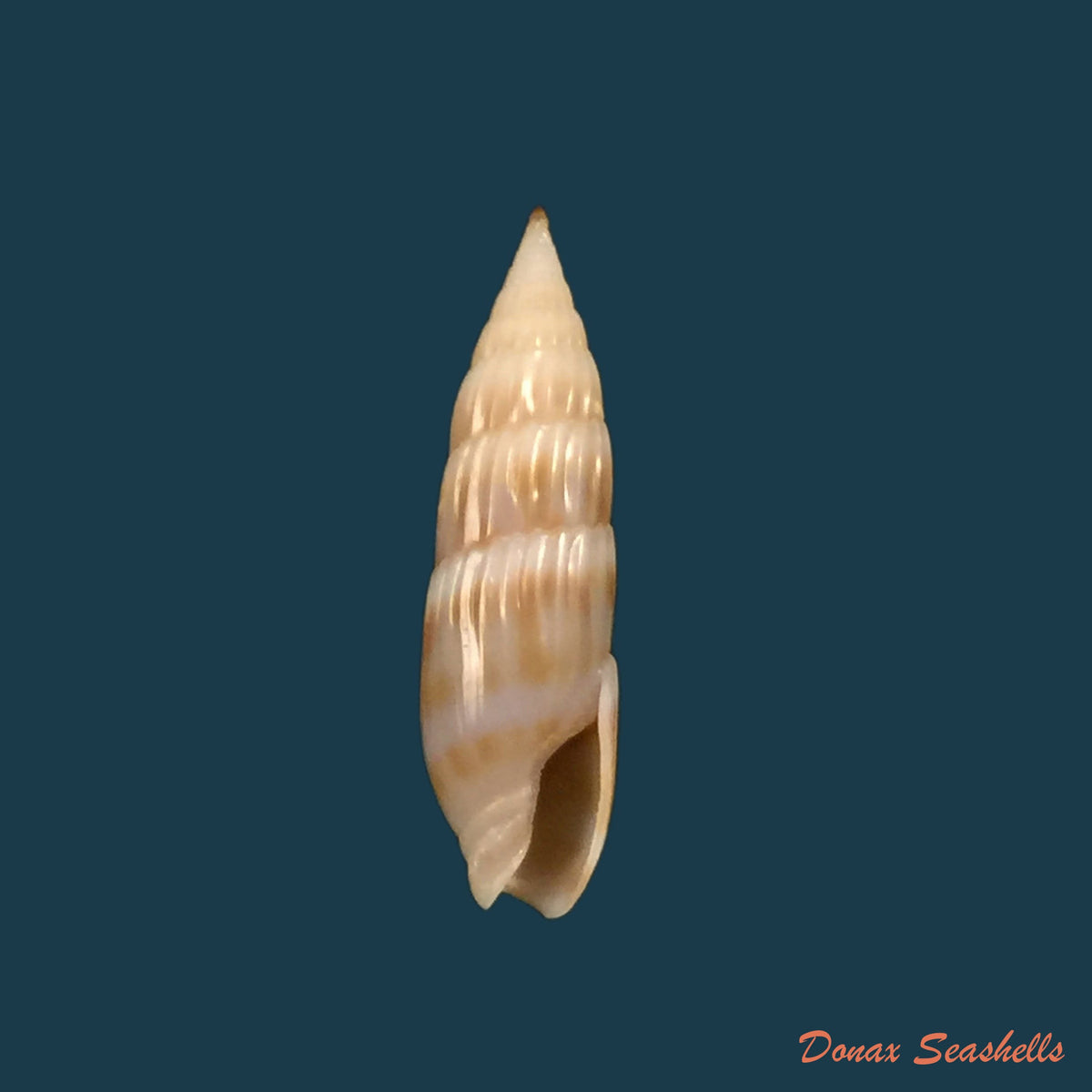 copia-de-hastula-hastata-gmelin-1791-21-1mm